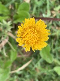 Taraxacum officinale image