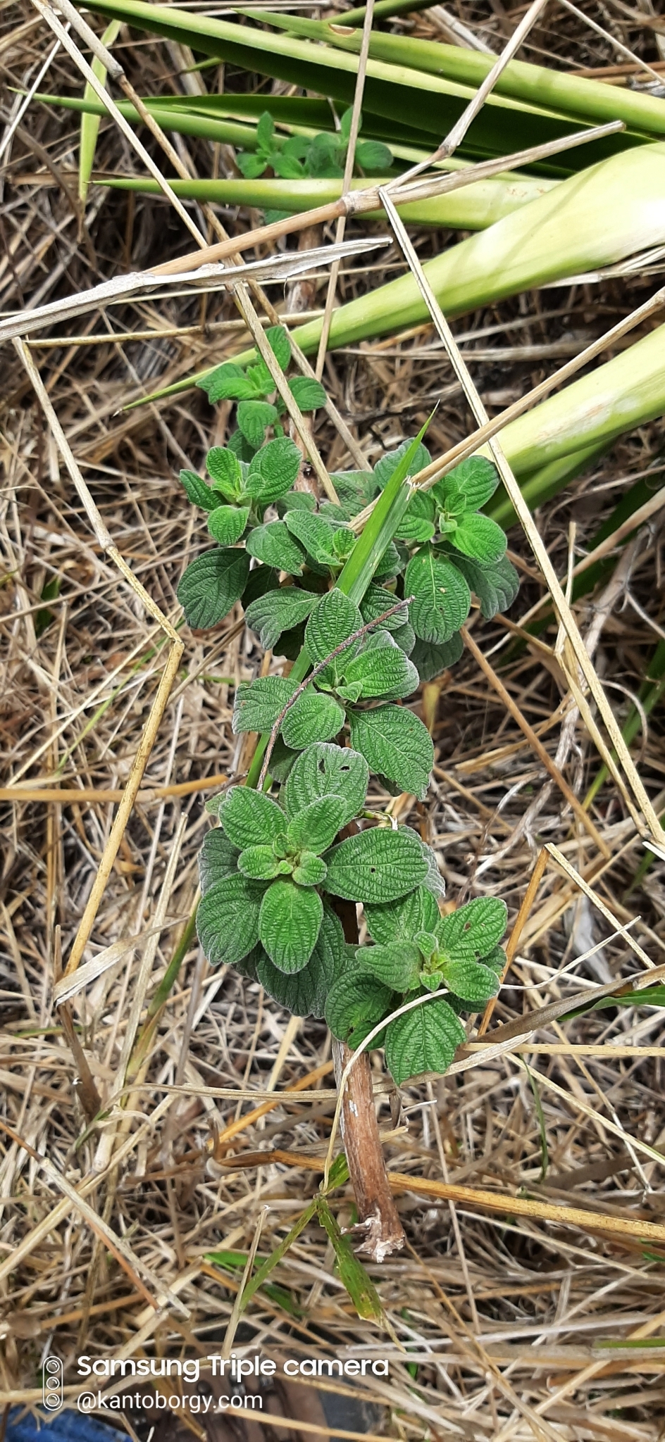 Heliotropium rufipilum image