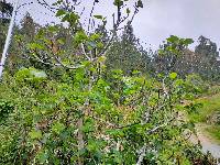 Media resource of Ficus carica