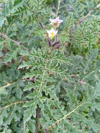 Solanum sisymbriifolium image
