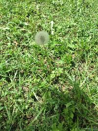 Taraxacum officinale image