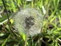 Taraxacum officinale image