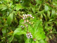 Ageratum conyzoides image