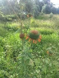 Leonotis nepetifolia image