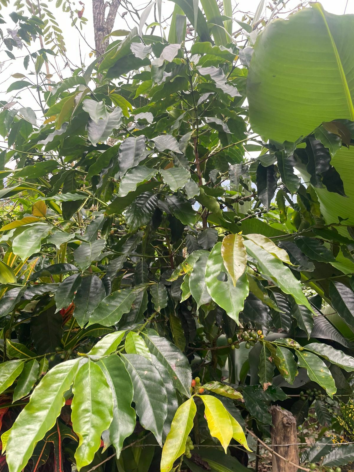 Coffea image
