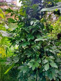 Media resource of Coffea arabica