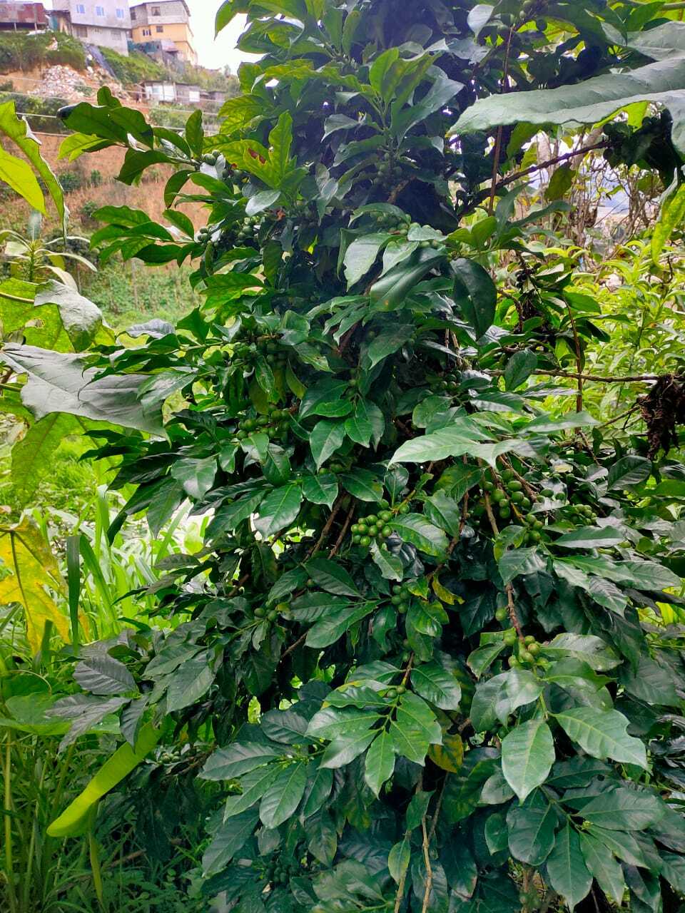 Coffea arabica image