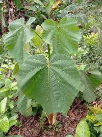 Ochroma pyramidale image