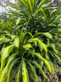 Media resource of Dracaena fragrans
