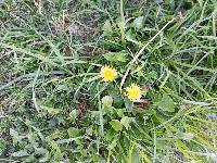 Taraxacum officinale image