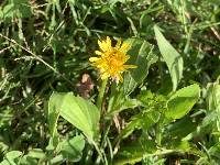 Taraxacum officinale image