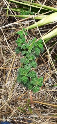 Media resource of Heliotropium rufipilum