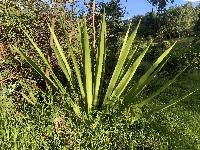 Furcraea andina image
