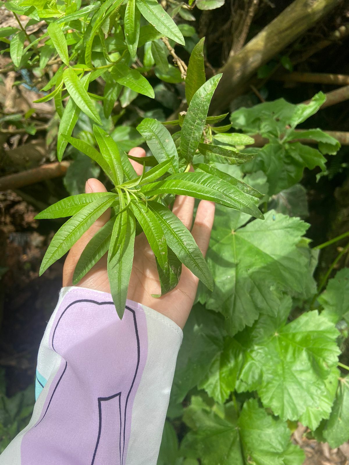 Aloysia citrodora image