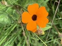 Thunbergia alata image