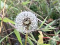 Taraxacum officinale image