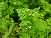 Valeriana chaerophylloides image