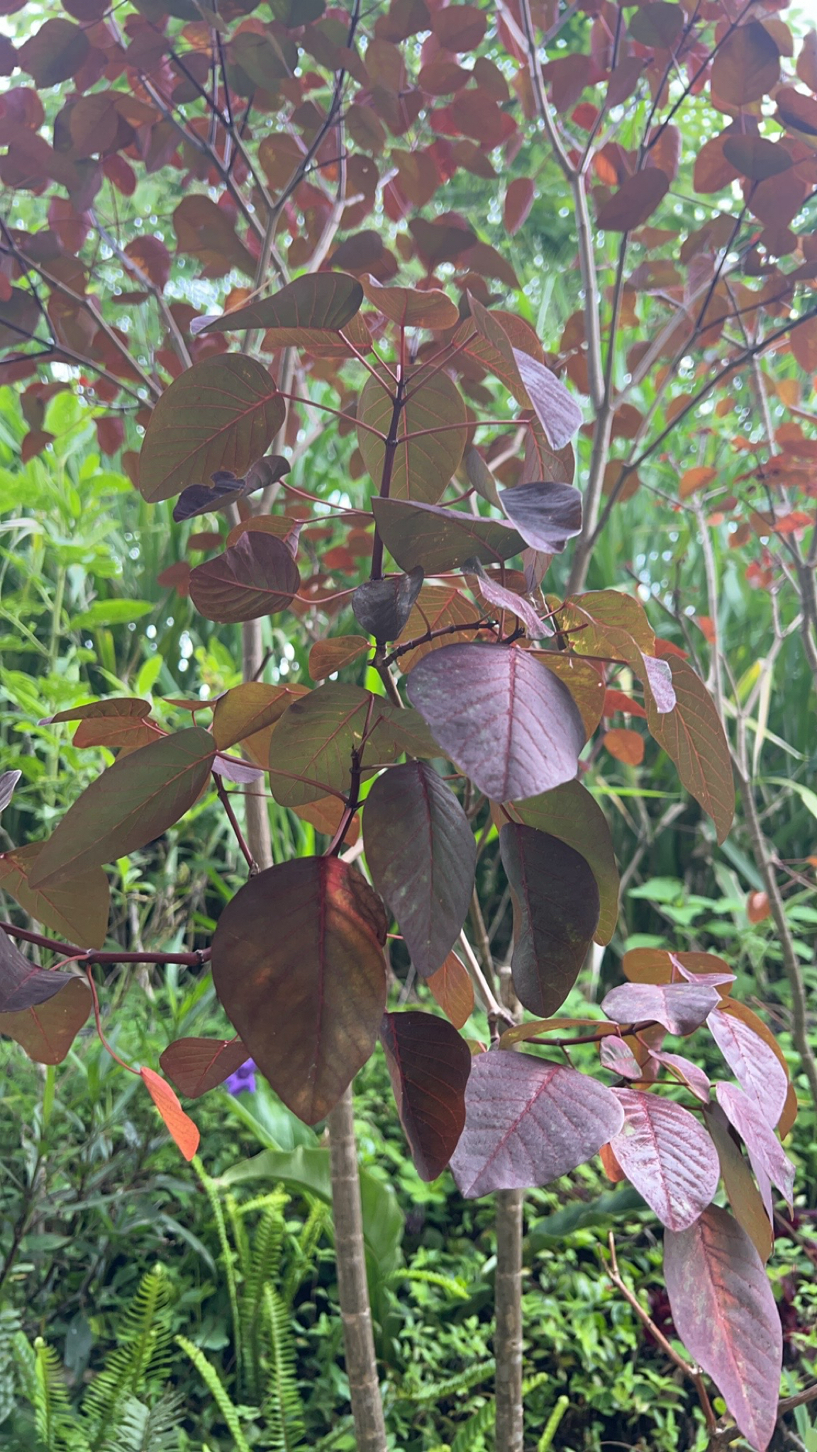 Euphorbia cotinifolia image