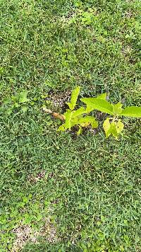 Media resource of Stenotaphrum secundatum