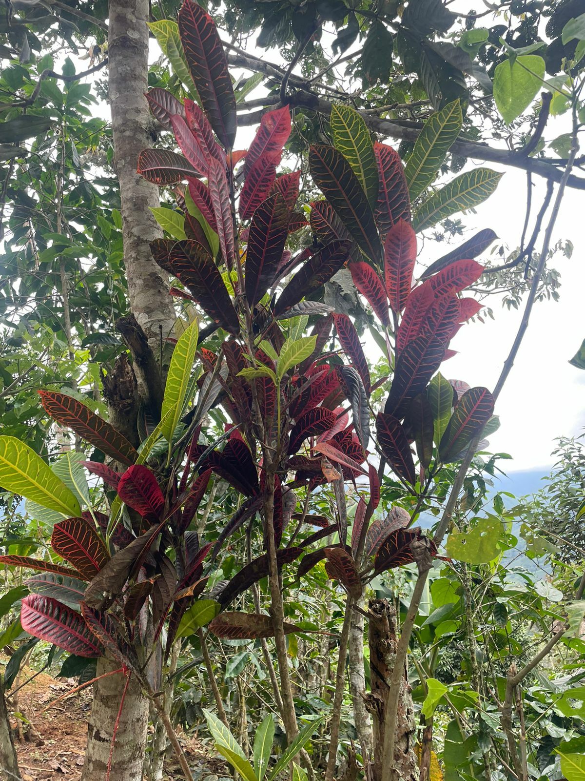 Codiaeum variegatum image