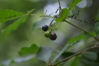 Rauvolfia littoralis image