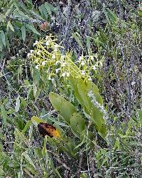 Epidendrum lacustre image