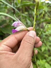 Arundina graminifolia image