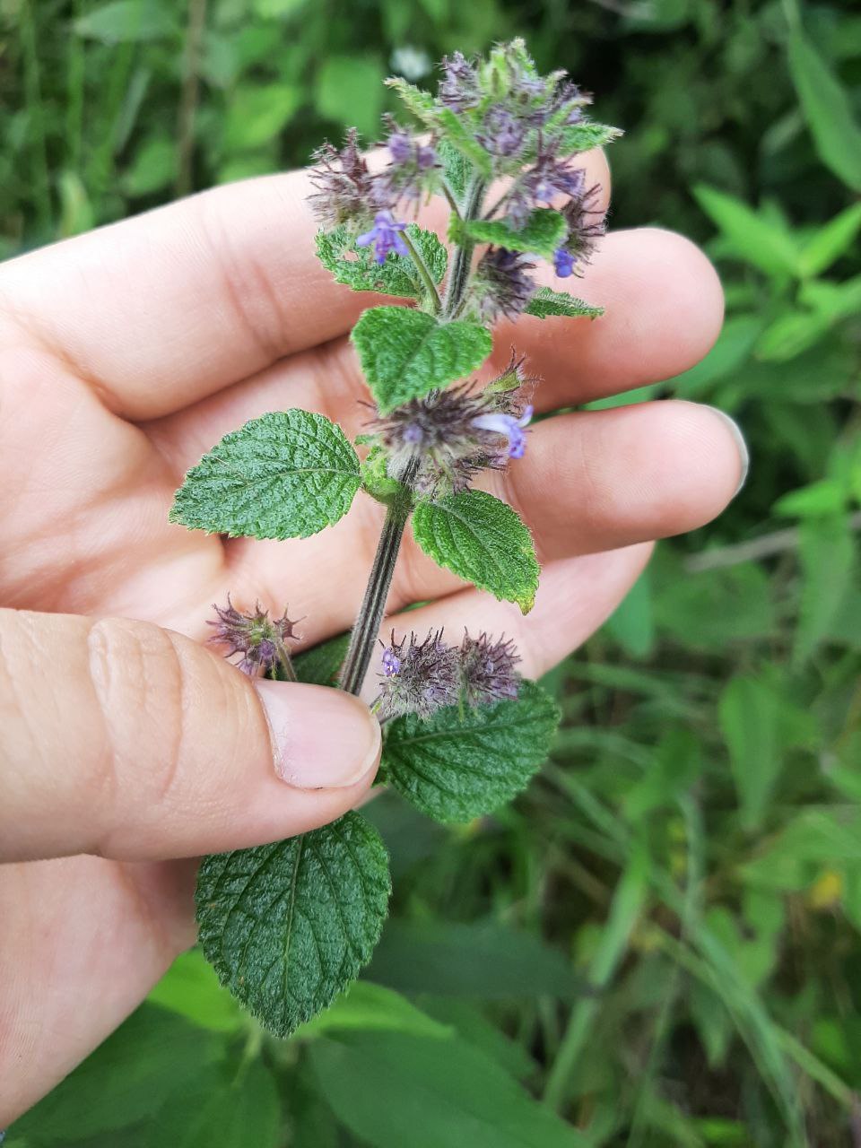 Mesosphaerum image