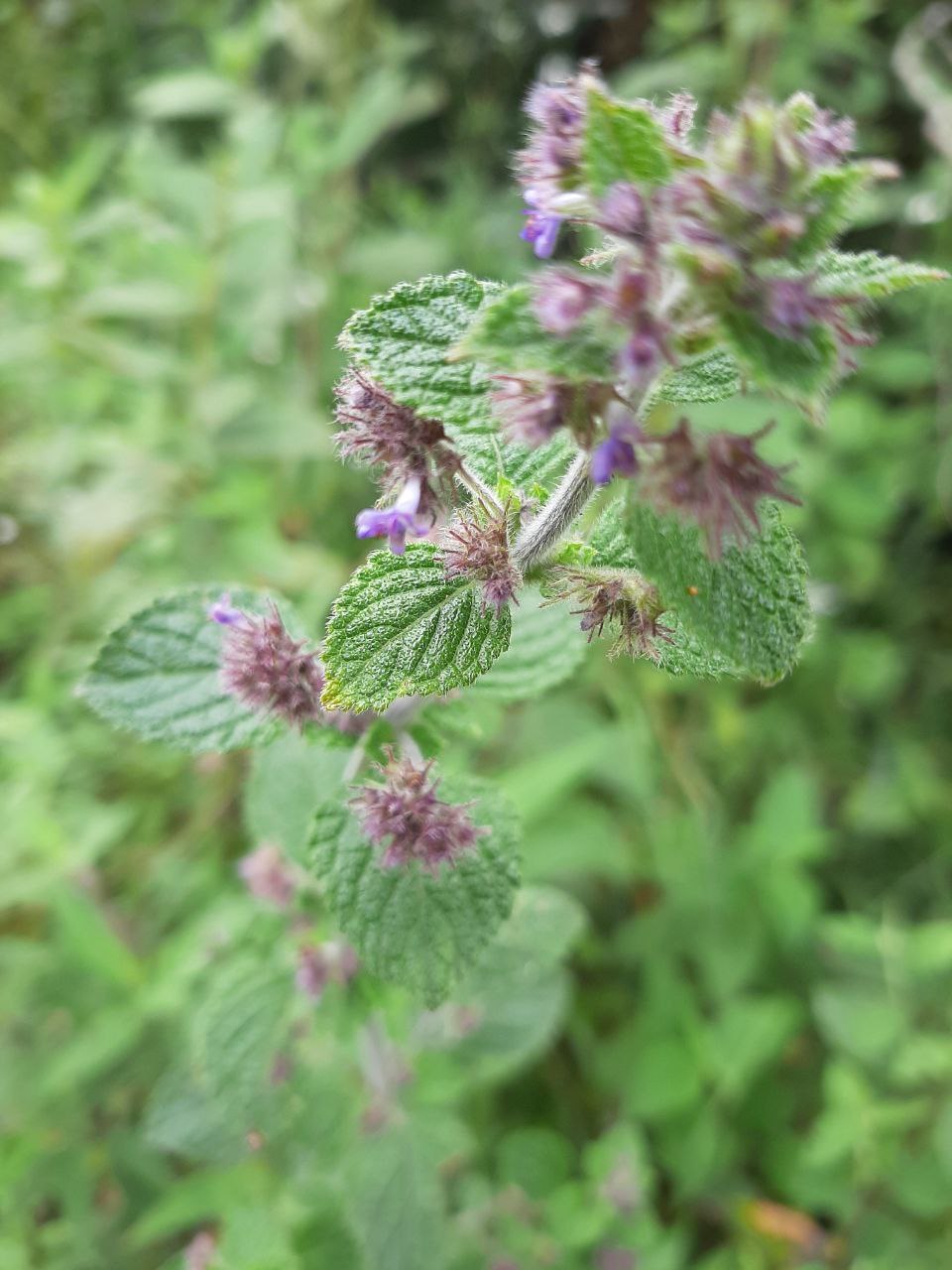 Mesosphaerum image