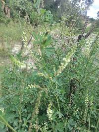 Melilotus albus image
