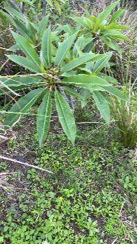 Media resource of Plumeria rubra