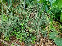 Media resource of Thymus vulgaris