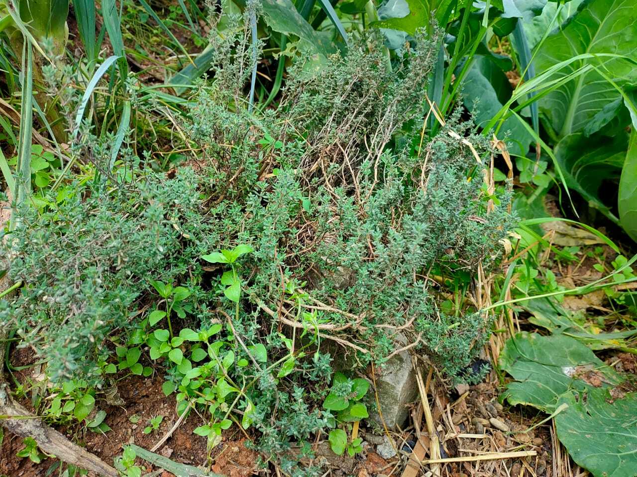Thymus vulgaris image