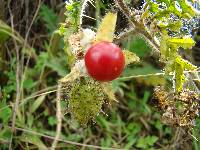 Solanum sisymbriifolium image