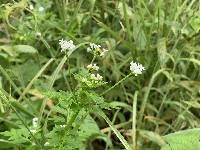Valeriana chaerophylloides image