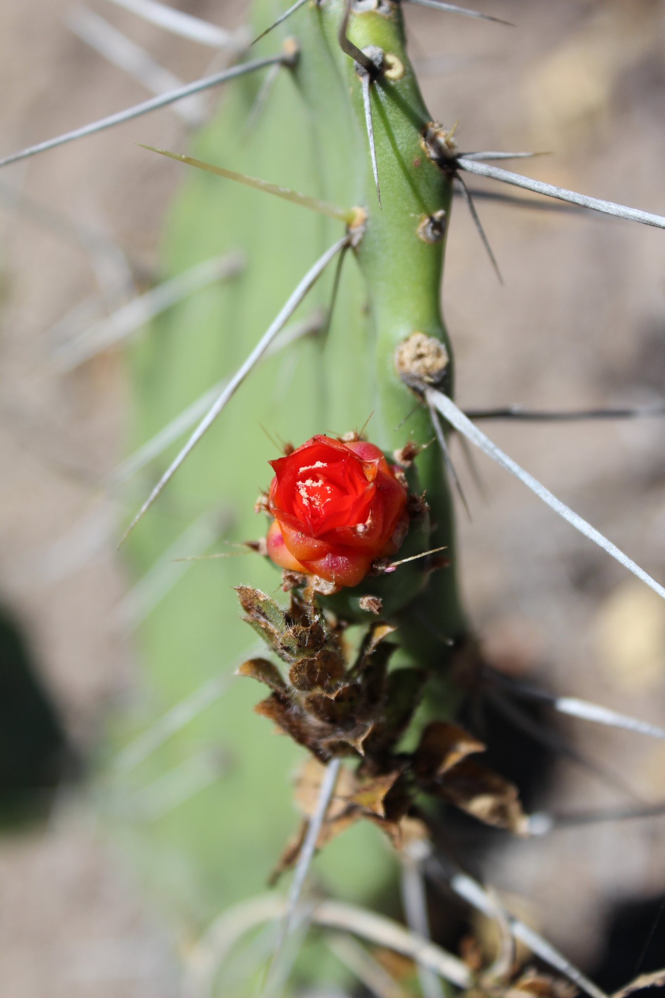 Opuntia quitensis image