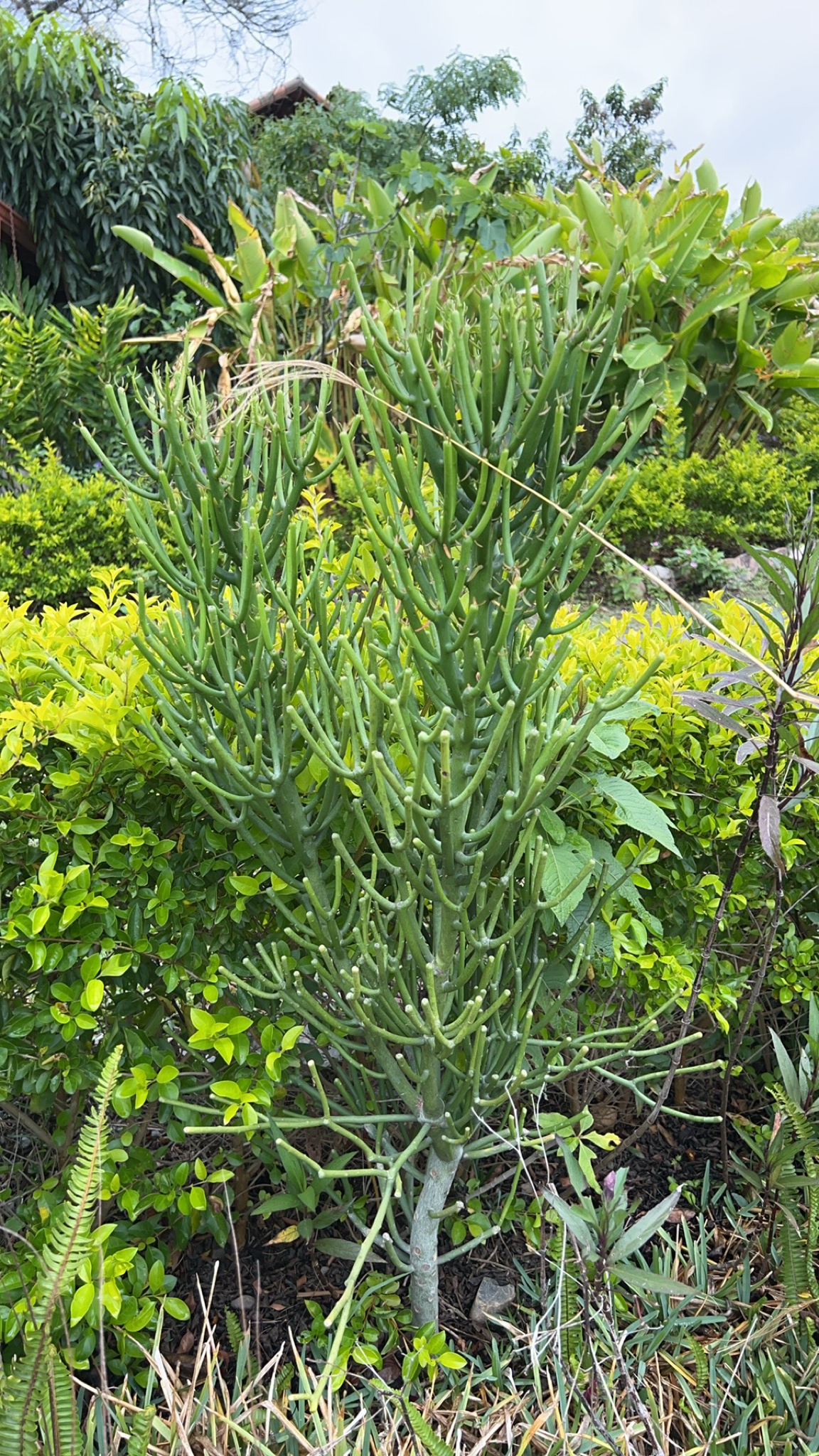 Euphorbia image