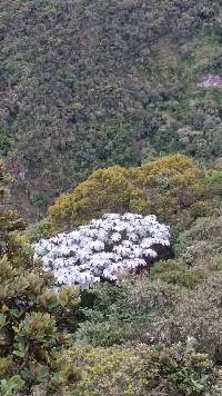 Media resource of Cecropia telenitida