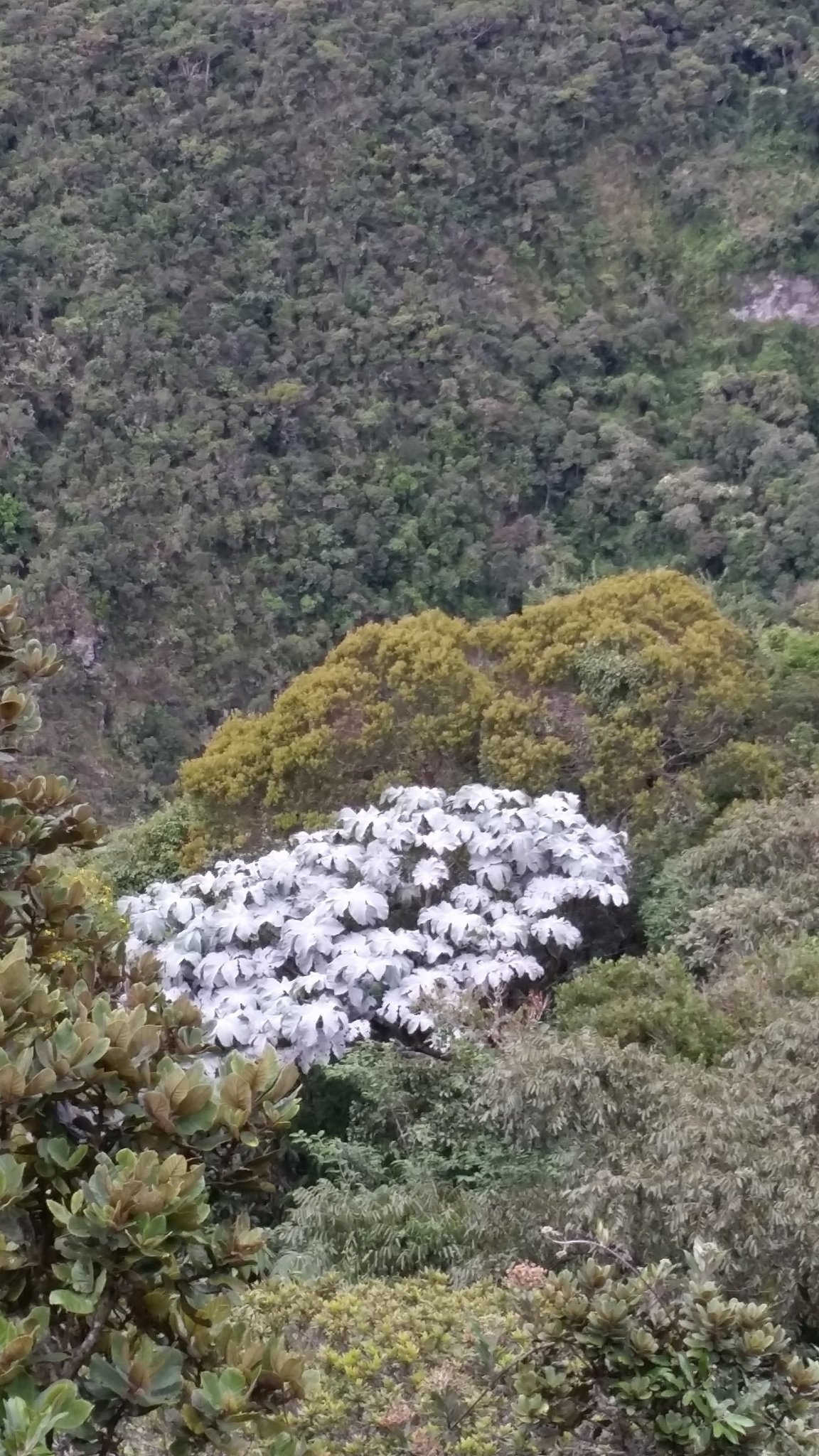 Cecropia image