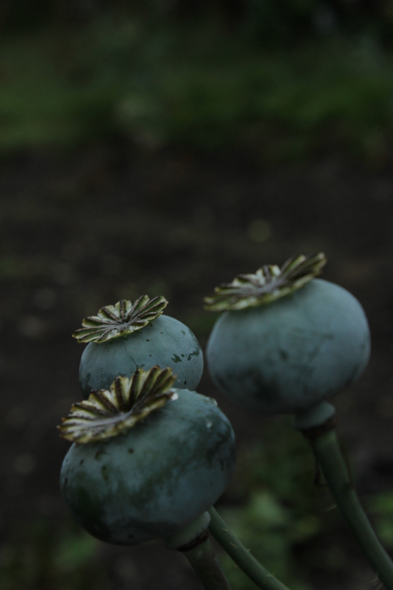Papaver image
