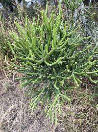 Euphorbia tirucalli image