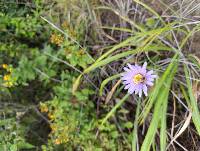 Onoseris hyssopifolia image