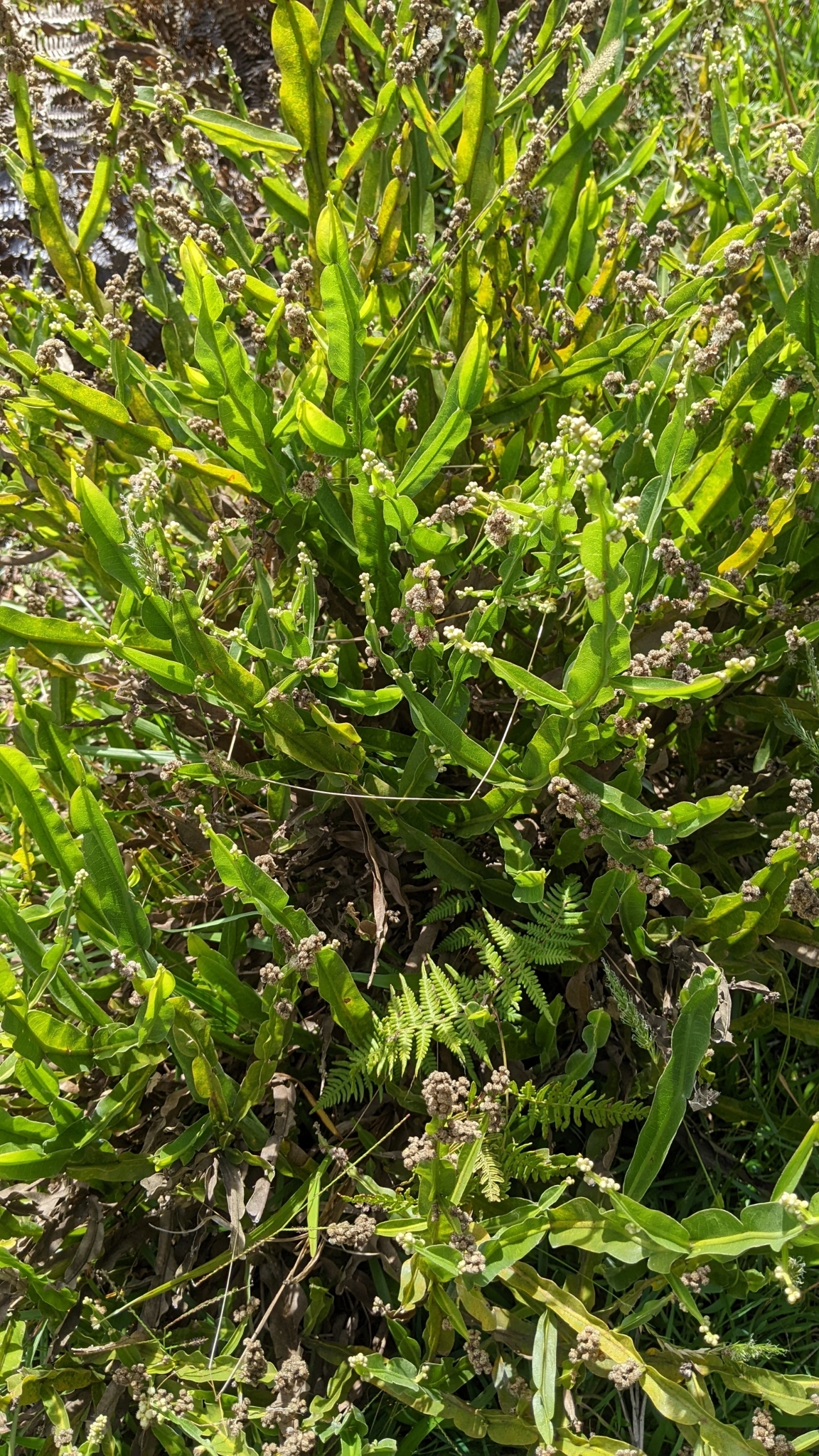 Baccharis genistelloides image