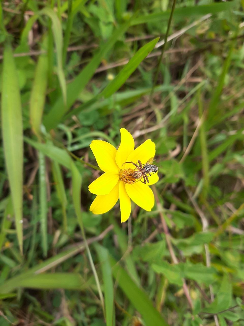 Bidens image