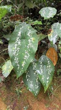Media resource of Caladium steudnerifolium
