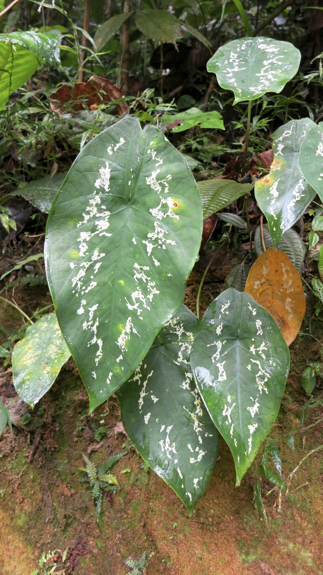 Caladium steudnerifolium image