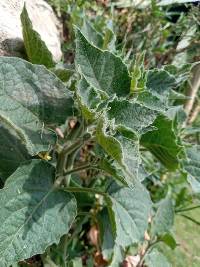 Media resource of Physalis peruviana