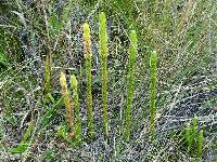 Media resource of Lycopodiella alopecuroides