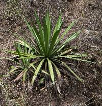 Furcraea andina image