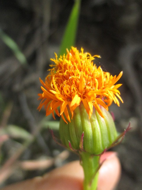 Dorobaea laciniata image